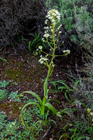 Fremont's Star Lily (Toxicoscordion fremontii) in Bloom