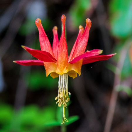 Flower of Crimson Columbine (Aquilegia formosa)