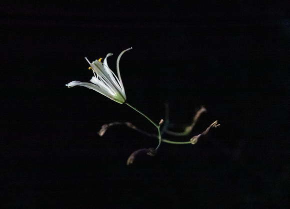 Night's Flower