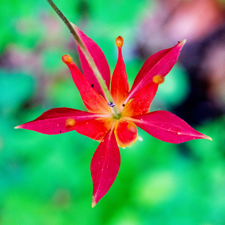 Flower of Crimson Columbine (Aquilegia formosa) from Above