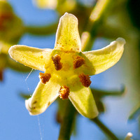 Flower of Poison Oak (Toxicodendron diversilobum) up Close