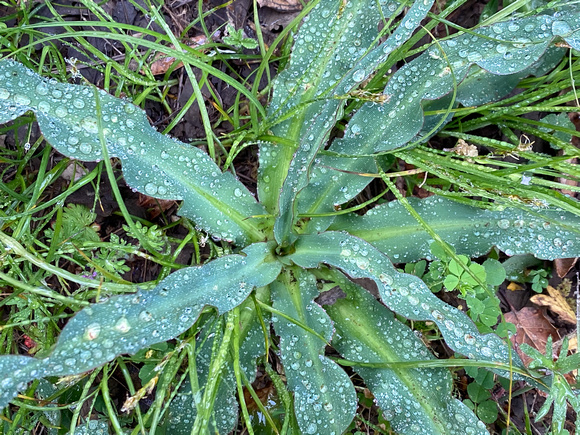 Soap Plant (Chlorogalum pomeridianum var. pomeridianum) with Raindrops