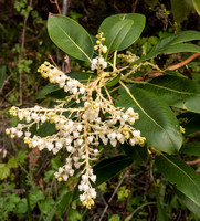 Blossoms of Madrone Tree