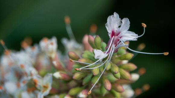 Flower Spike, California Buckeye (Aesculus californica) (Closer)