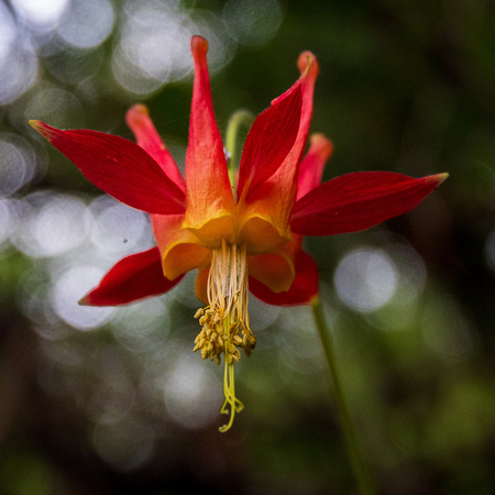Flower of Crimson Columbine (Aquilegia formosa) from Below
