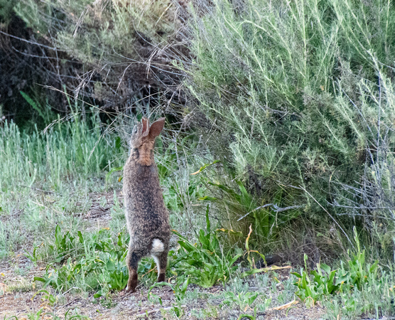 Brush Rabbit (Sylvilagus bachmani) Stretches Up for a Nibble of Soap Plant