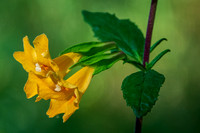 Sticky Monkeyflower (Mimulus aurantiacus var. aurantiacus)