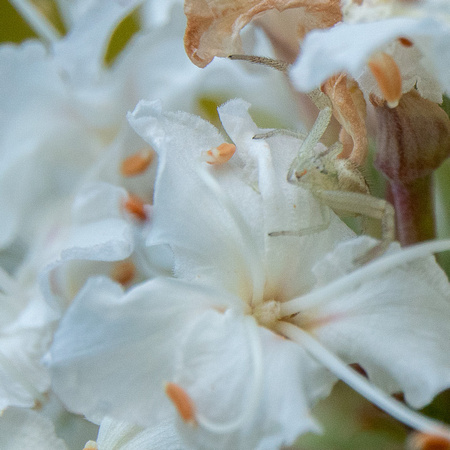 Crab Spider (Diaea livens) Hidden Among Flowers of California Buckeye (Aesculus californica)
