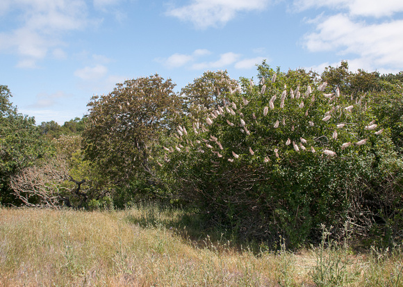 California Buckeye (Aesculus californica) in Bloom