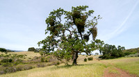 Valley Oak (Quercus lobata) with Oak Mistletoe (Phoradendron serotinum ssp.  tomentosum)