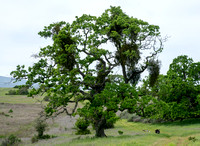 Wild Turkeys (Meleagris gallopavo) beneath Valley Oak (Quercus lobata) with Mistletoe