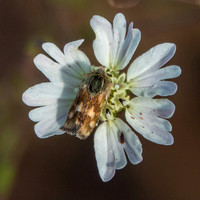 Moth on Hayfields Tarweed (Hemizonia congesta ssp. luzulifolia)