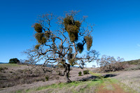 Mistletoe Oak to Lone Oak (4)