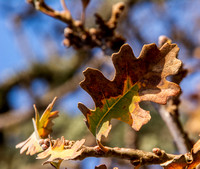 Old Leaves of Valley Oak (Quercus lobata)