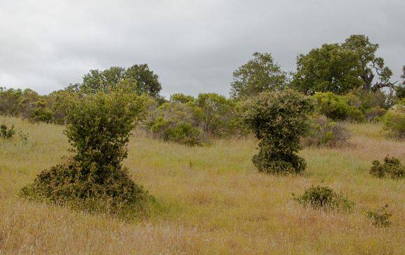 Natural Topiary: Evidence of Deer Herbivory on Coast Live Oak