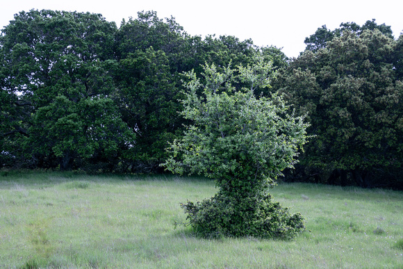 Oak Topiary