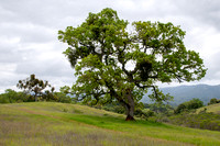 Valley Oak (Quercus lobata) at Jasper Ridge