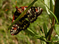050518variable_checkerspot_butterfly_laying_eggs_on_leaf_of_sticky_monkey_flower_dq