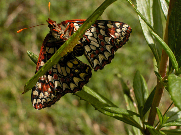 050518variable_checkerspot_butterfly_laying_eggs_on_leaf_of_sticky_monkey_flower_dq