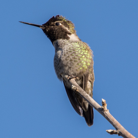 Anna's Hummingbird (Calypte anna) on Favorite Perch