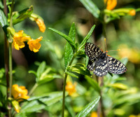 Sticky Monkeyflower, Variable Checkerspot Butterfly, & Trail b