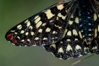 Wing of Variable Checkerspot Butterfly (Euphydryas calcecona)