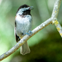 5/31/2020 Chestnut-backed Chickadee Extracts a Seed
