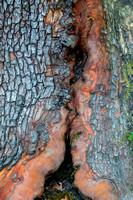 Weathered Trunk of Pacific Madrone (Arbutus menziesii) (Closer)