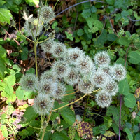 Seedpuffs of Weedy Hawksbeard (Crepis vesicaria ssp taraxacifolia)