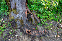 Weathered Trunk of Pacific Madrone (Arbutus menziesii)