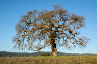 Lone Valley Oak (Quercus lobata) and Skyline