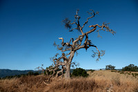 Phainopepla Tree