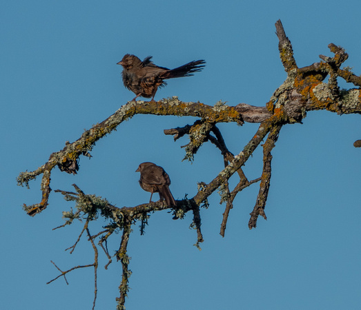 California Towhees (Melozone crissalis) (?) in Phainopepla Tree