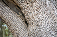 Squirrel in Valley Oak (Quercus lobata)