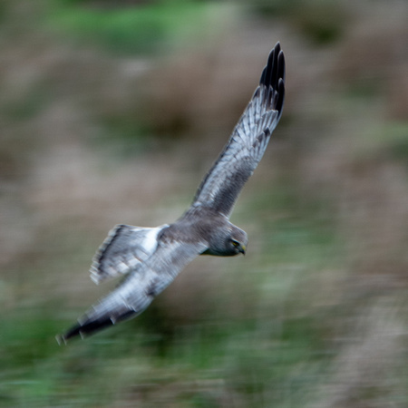 Hawk in Flight