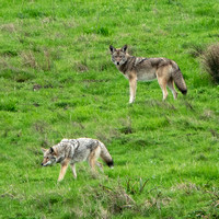 Coyote Pair (Canis latrans)