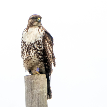 Red-tailed Hawk (Buteo jamaicensis) at Rest