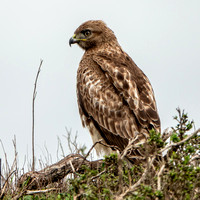 Red-tailed Hawk (Buteo jamaicensis) at Rest