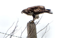 Red-tailed Hawk (Buteo jamaicensis) Eating