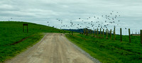 Flock across the Road