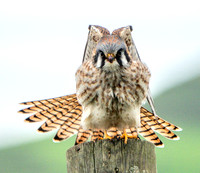 American Kestrel (Falco sparverius), with Tail Feathers and Stretched Wings