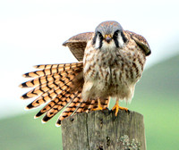 American Kestrel (Falco sparverius), with Tail Feathers and Stretched Wings