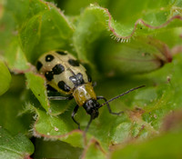 Beetle on Suncup (Camissonia ovata)