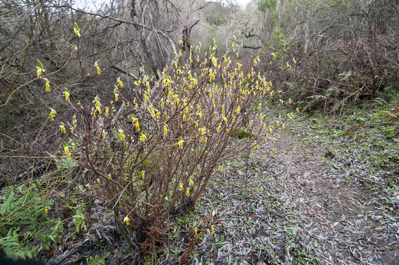 Dirca Blossoming on Trail 12