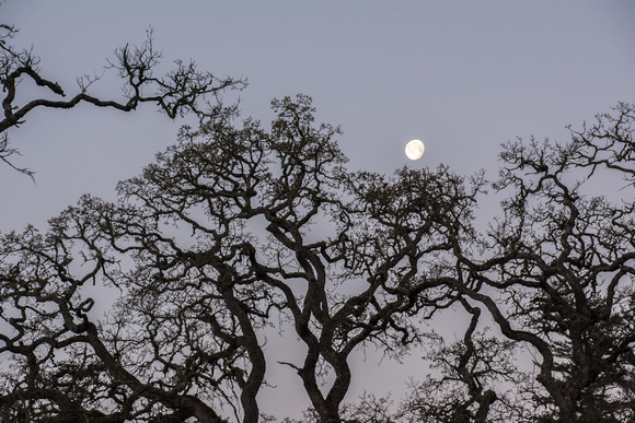 Moonset in Oak Branches