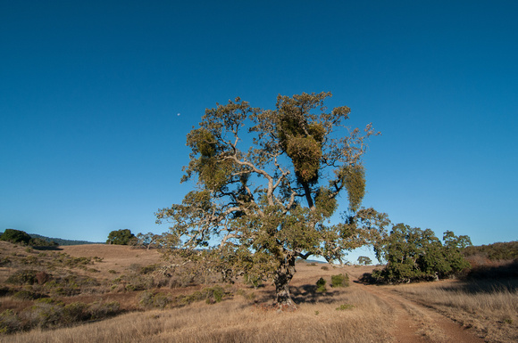Mistletoe Oak