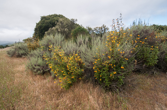 The Edge of the Chaparral: Sticky Monkeyflower and Chami