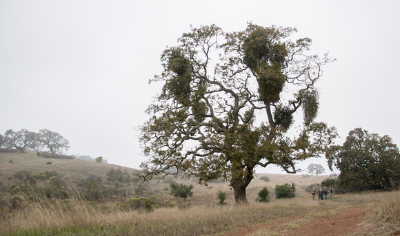 Valley Oak, Mistletoe, Birders