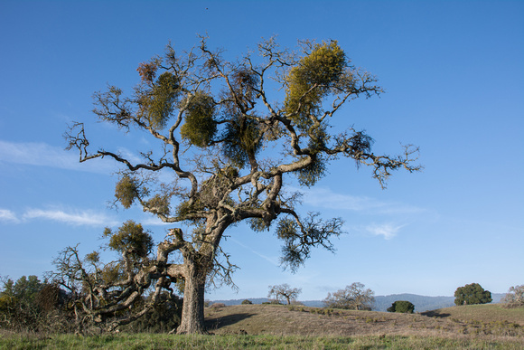"Phainopepla Tree"
