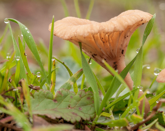 Small Mushroom with Dew